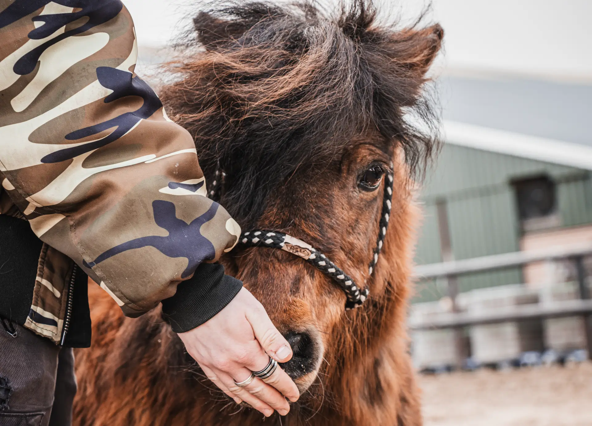 Dieren ondersteunen onze activiteiten